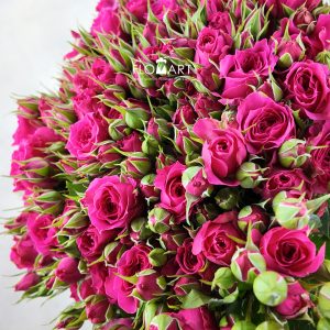 Rosa Spray Sophie
