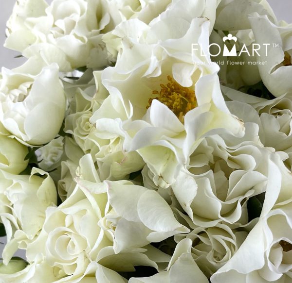 Rosa Spray Wedding Dress