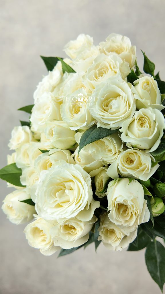 Rosa Spray White Bubble