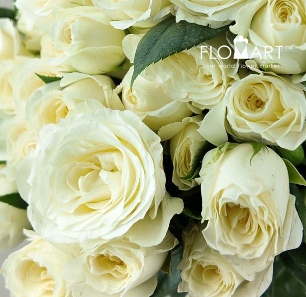 Rosa Spray White Bubble