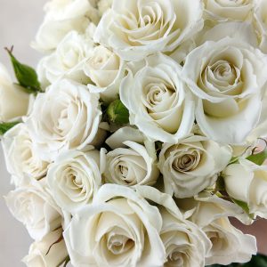 Rosa Spray White Majolika