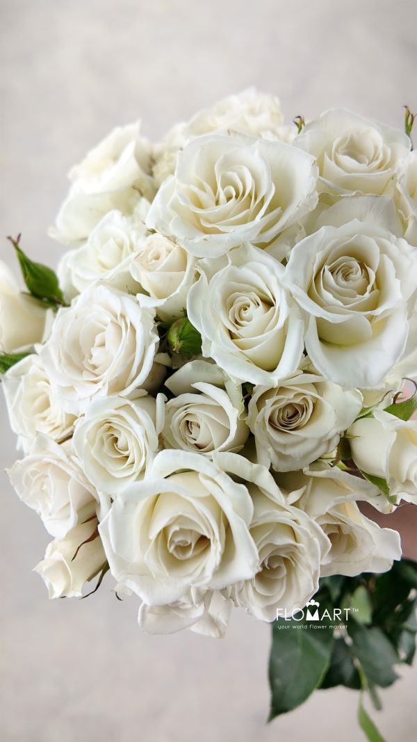 Rosa Spray White Majolika