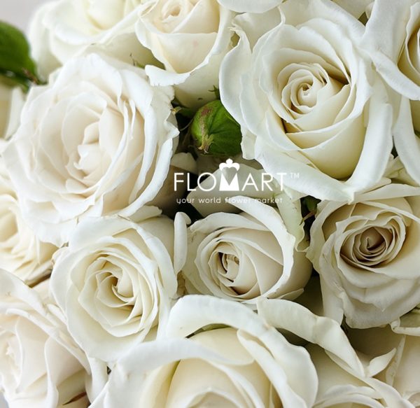 Rosa Spray White Majolika