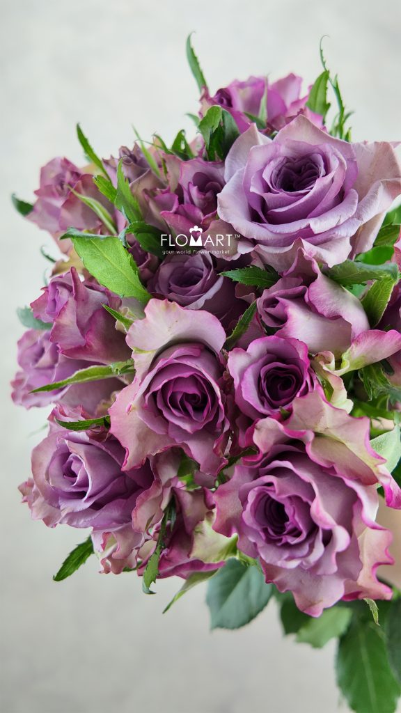 Rosa Spray Zixia Fairy