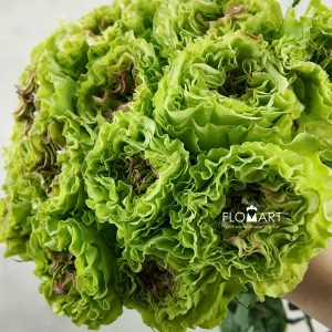 Rosa Super Green