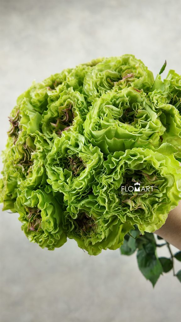 Rosa Super Green