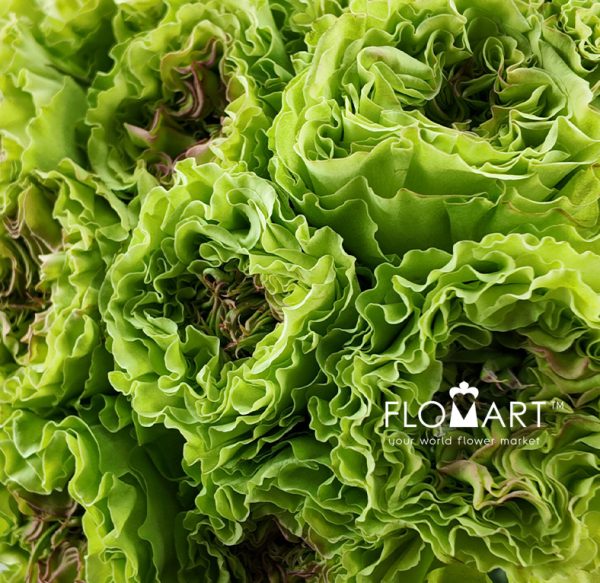 Rosa Super Green