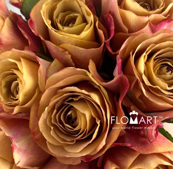 Rosa Symbol