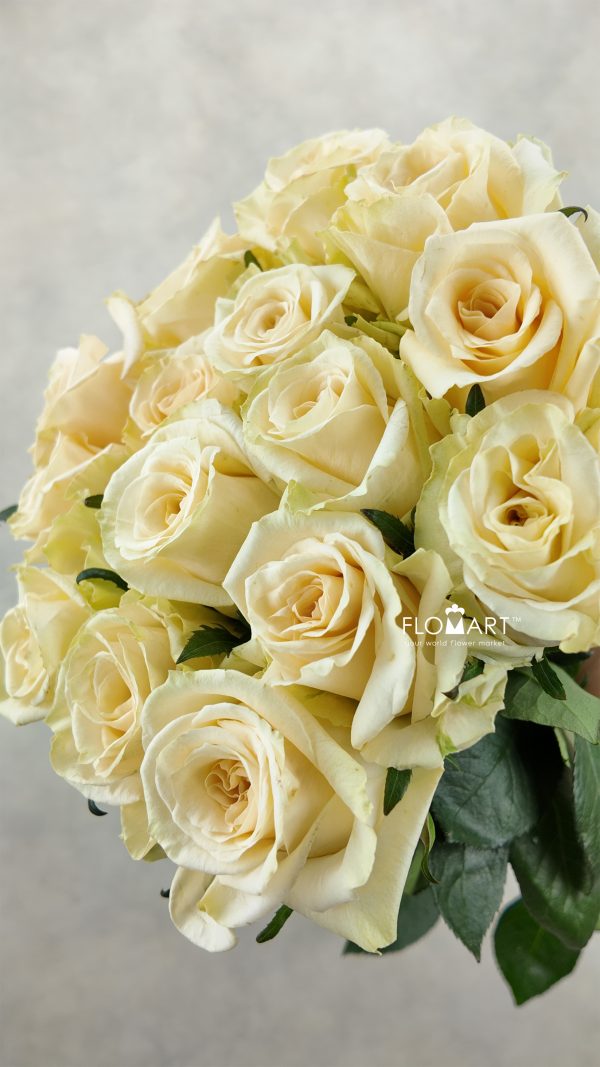 Rosa The Pearl Rosa The Pearl