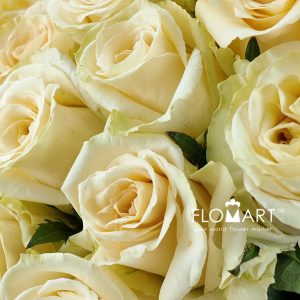 Rosa The Pearl - Image 2