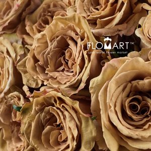 Rosa Toffee - Image 2