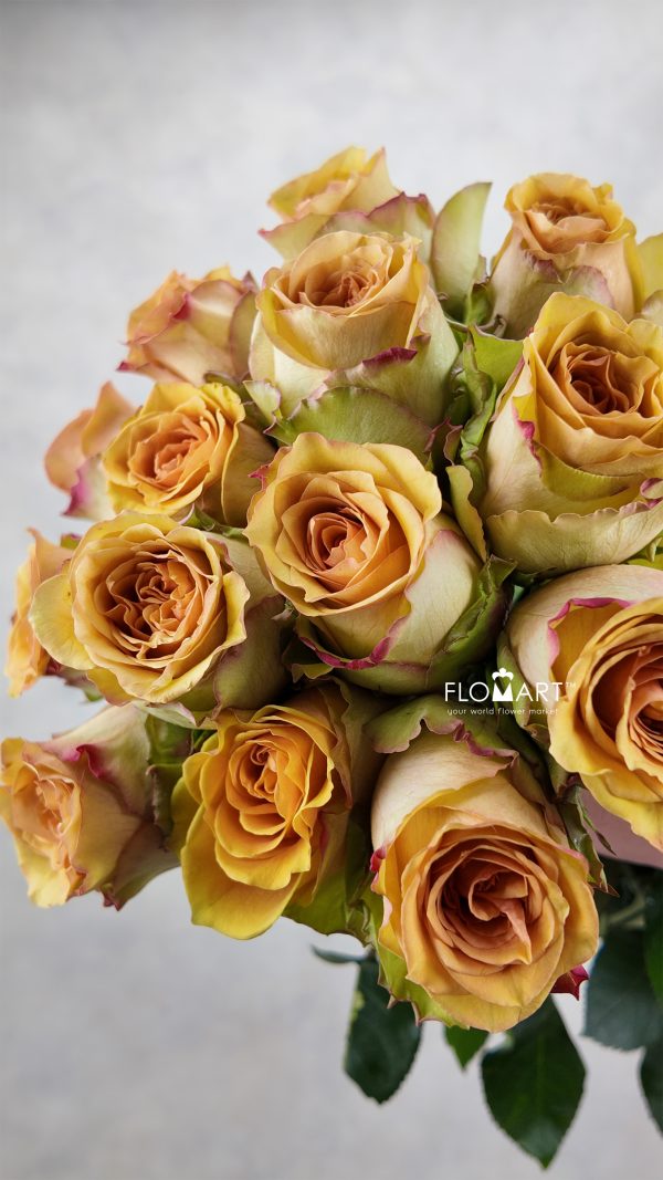 Rosa Tropic Versilia