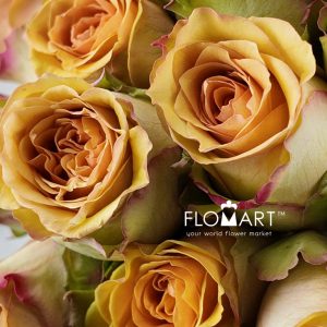 Rosa Tropic Versilia - Image 2