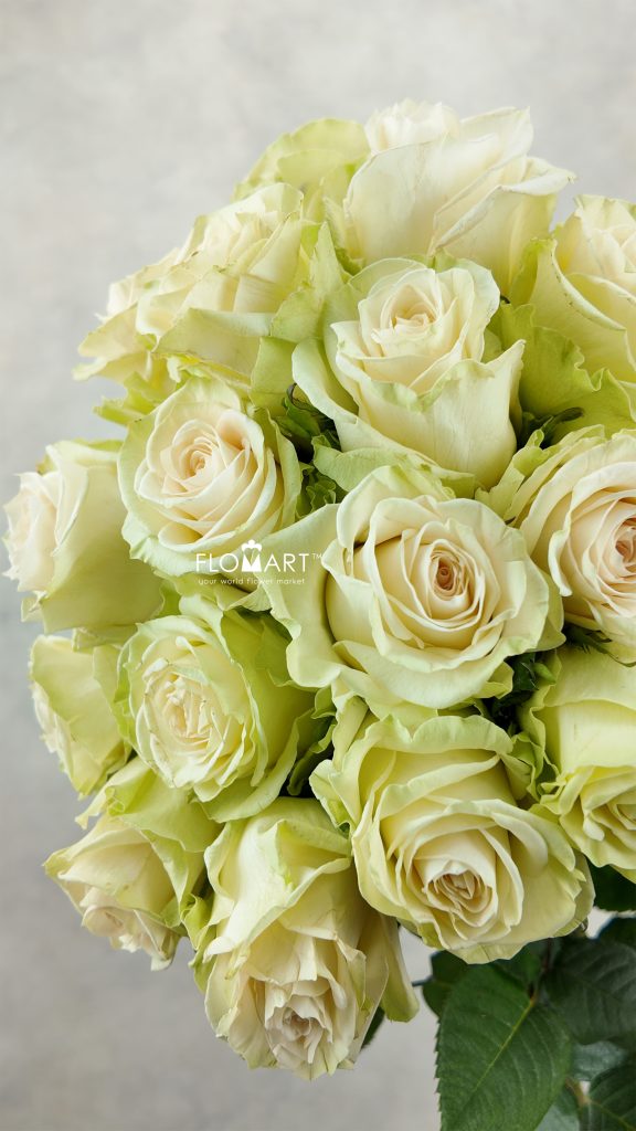 Rosa Wedding Dance