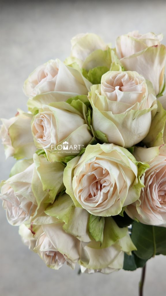 Rosa Wedding Spirit