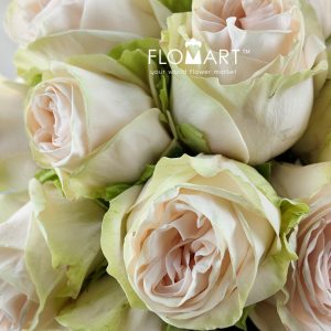 Rosa Wedding Spirit - Image 2