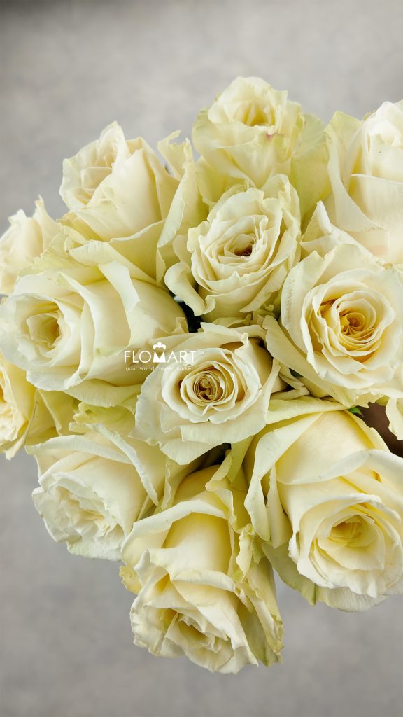 Rosa White Shimmer