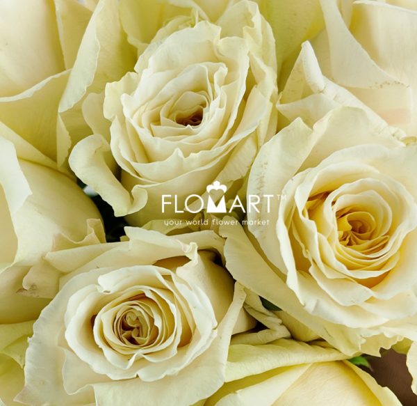 Rosa White Shimmer