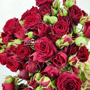 Rosa spray Bloodred Bubble