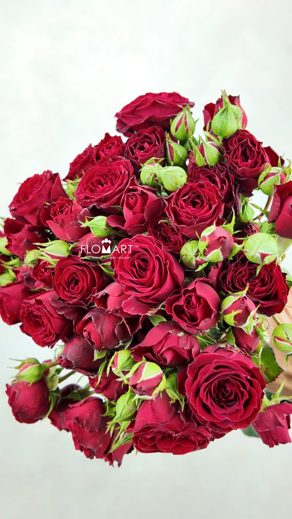 Rosa spray Bloodred Bubble