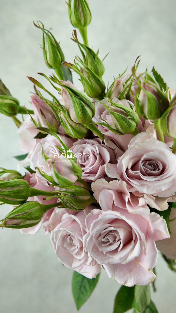 Rose Garden Spray Maria Pia