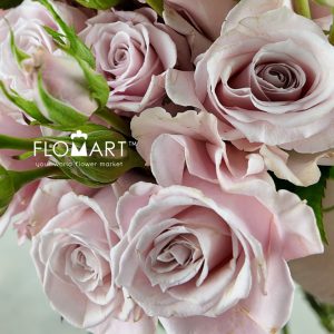 Rose Garden Spray Maria Pia - Image 2