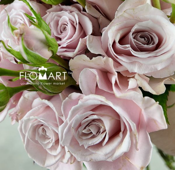 Rose Garden Spray Maria Pia