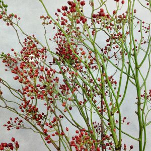 Rose Hip Rosefruits