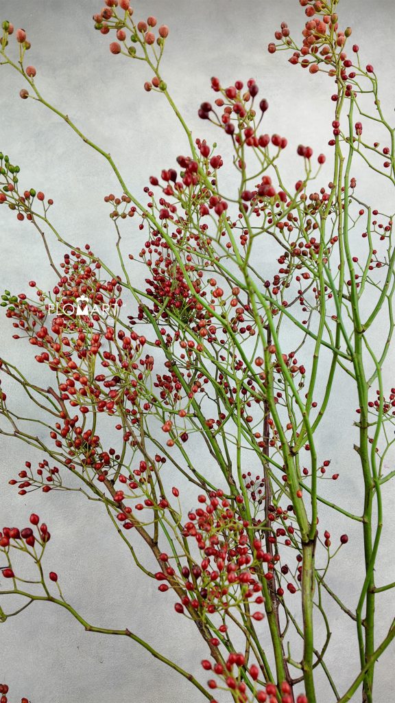 Rose Hip Rosefruits