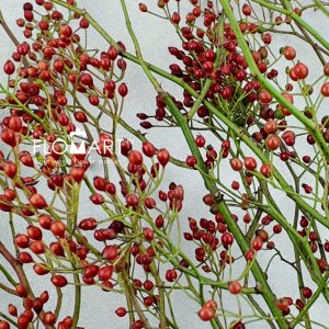 Rose Hip Rosefruits - Image 2