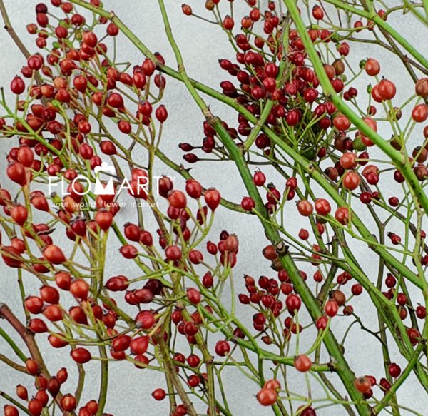 Rose Hip Rosefruits