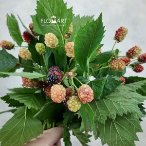 Rubus Chester
