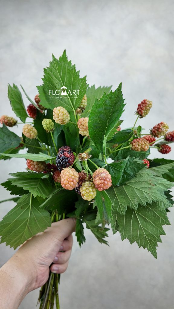 Rubus Chester