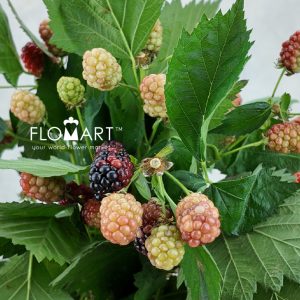 Rubus Chester - Image 2