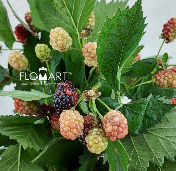 Rubus Chester