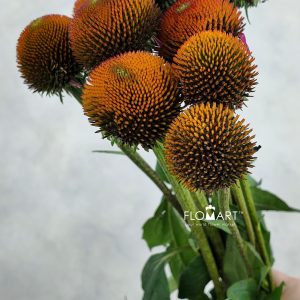 Rudbeckia
