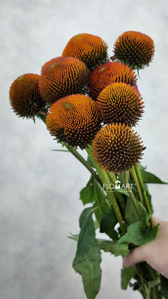 Rudbeckia