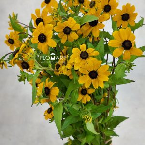 Rudbeckia Nitida Yellow