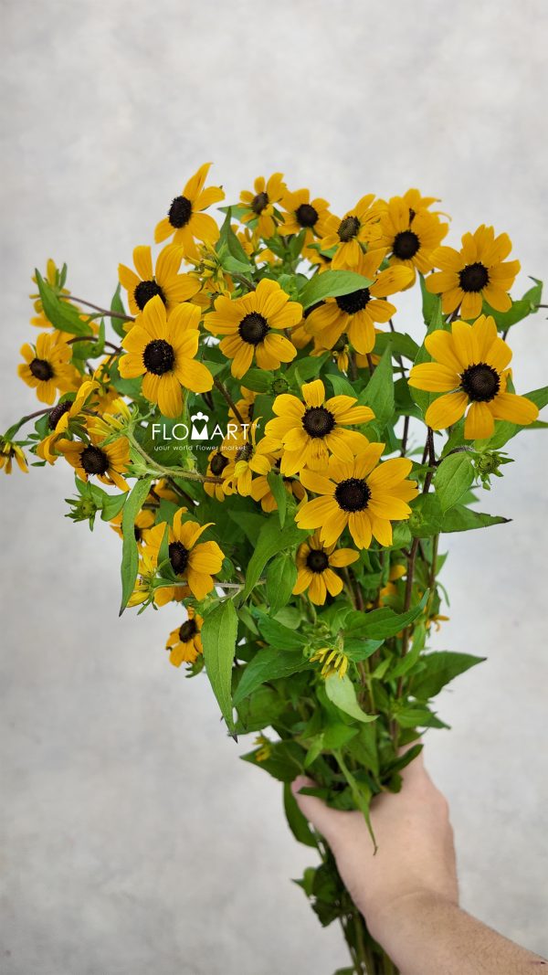 Rudbeckia Nitida Yellow