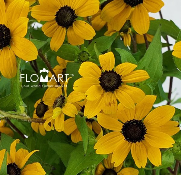 Rudbeckia Nitida Yellow