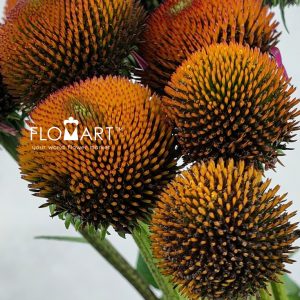 Rudbeckia - Image 2
