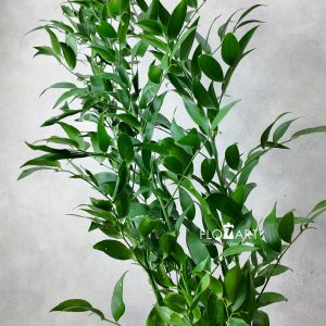 Ruscus Italia