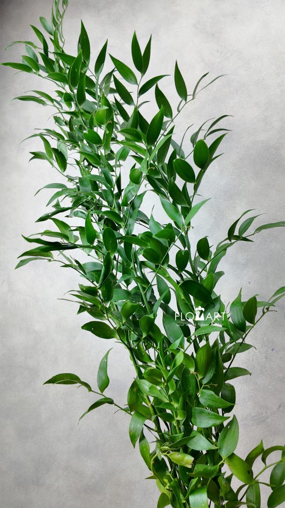 Ruscus Italia