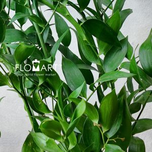 Ruscus Italia - Image 2