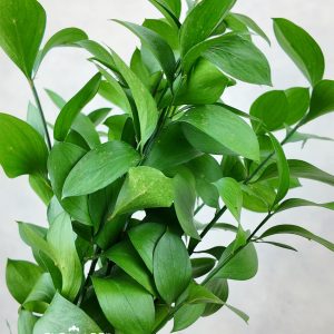 Ruscus Leaves