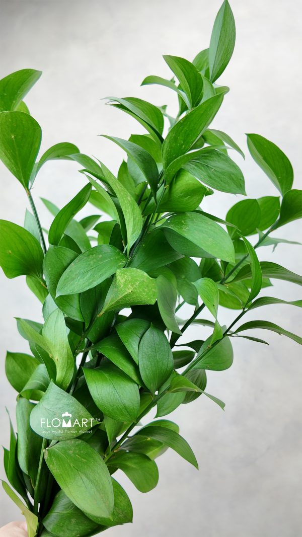 Ruscus Leaves