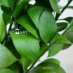 Ruscus Leaves - Image 2