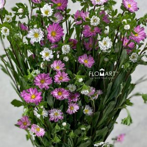 Sakura Daisy Pink