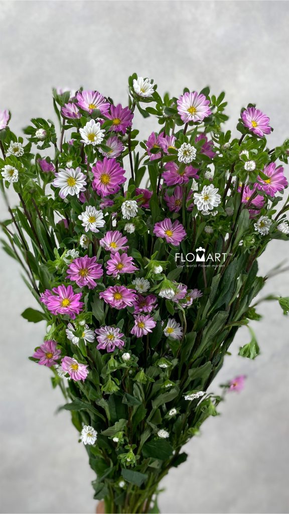 Sakura Daisy Pink