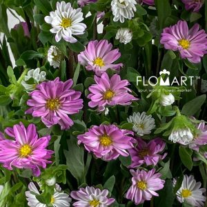 Sakura Daisy Pink - Image 2